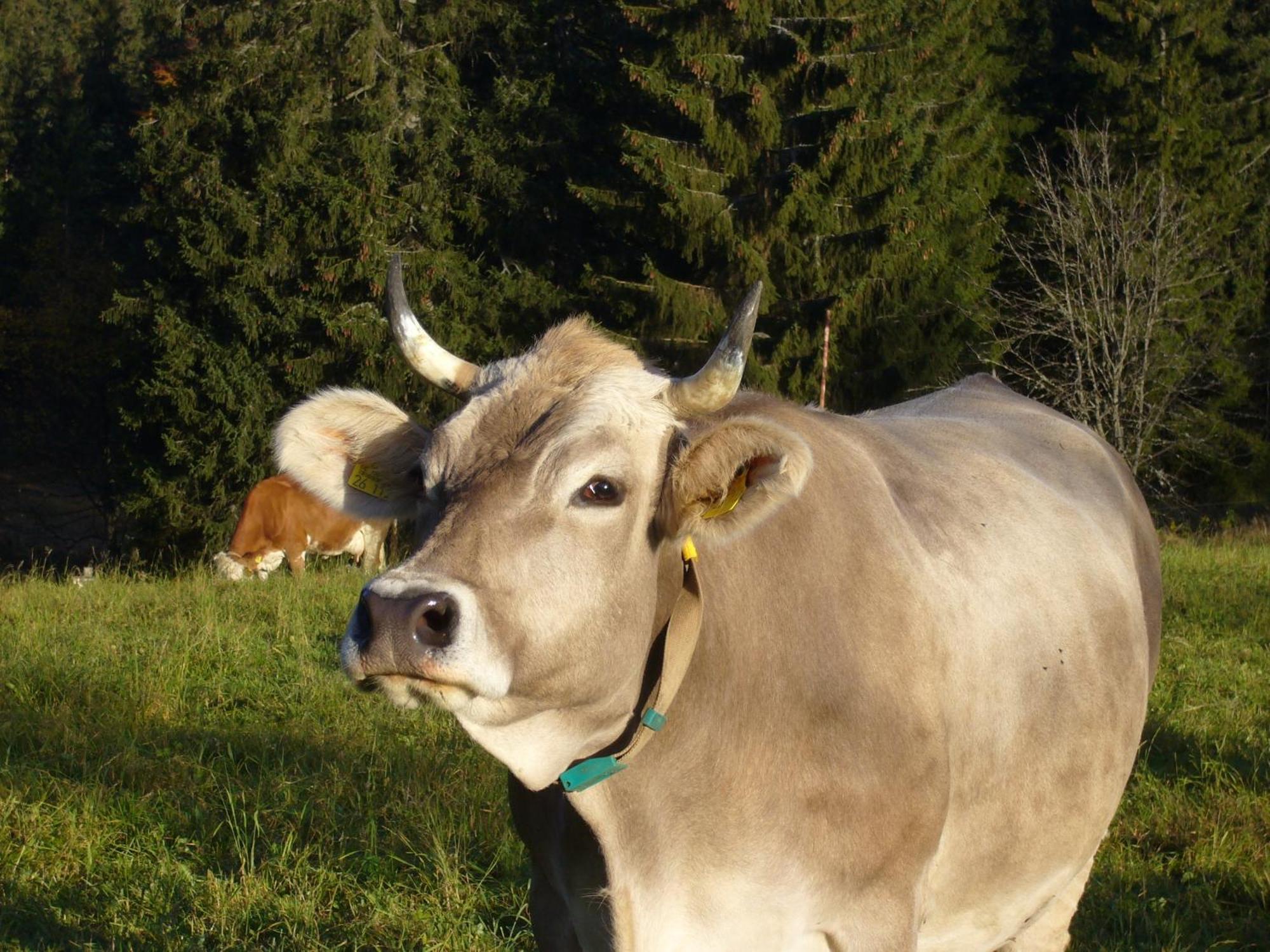 Hoehengasthaus Kolmenhof An Der Donauquelle Furtwangen Dış mekan fotoğraf