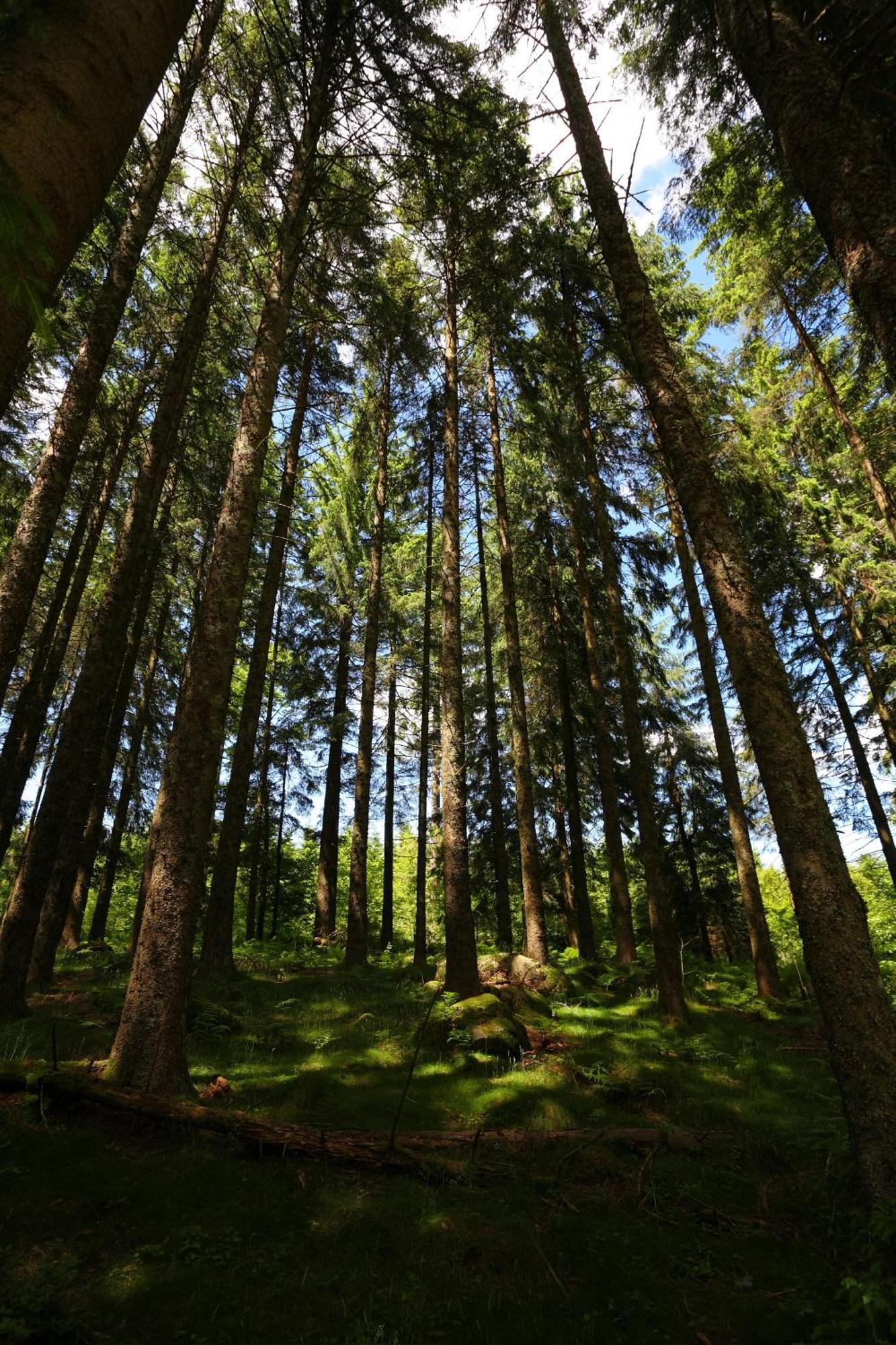 Hoehengasthaus Kolmenhof An Der Donauquelle Furtwangen Dış mekan fotoğraf
