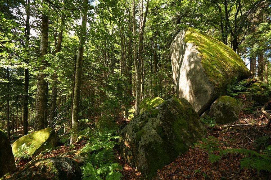 Hoehengasthaus Kolmenhof An Der Donauquelle Furtwangen Dış mekan fotoğraf