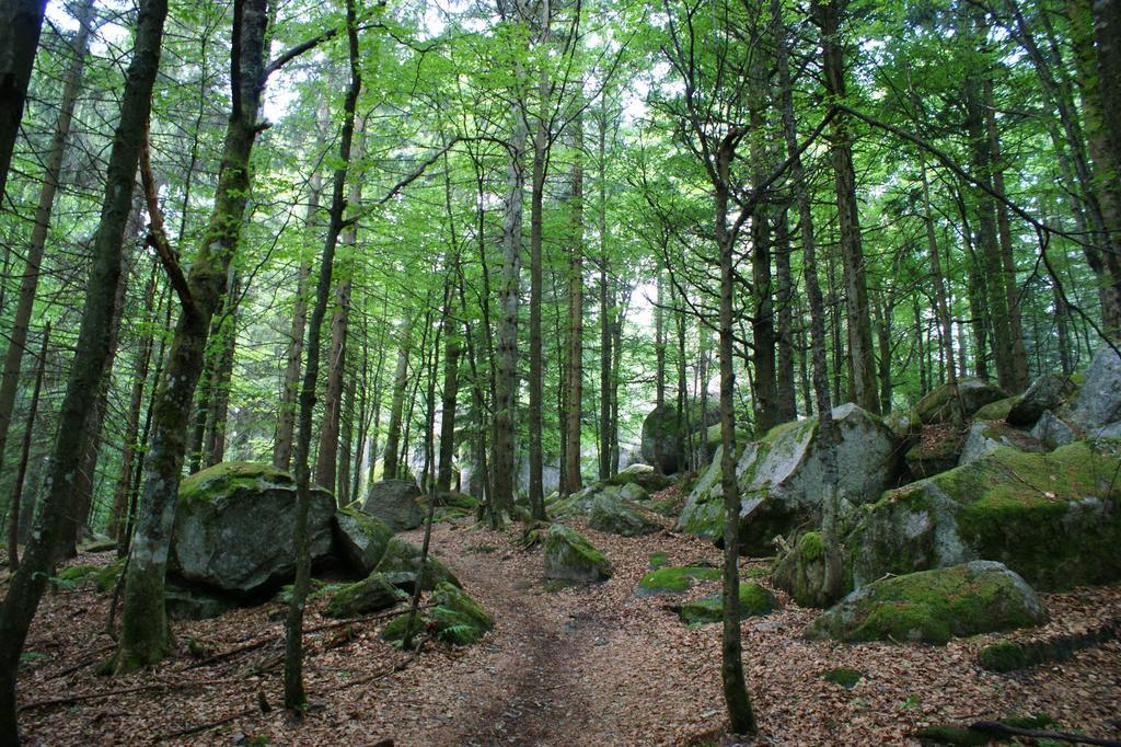 Hoehengasthaus Kolmenhof An Der Donauquelle Furtwangen Dış mekan fotoğraf